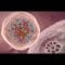 COVID-19 Animation: What Happens If You Get Coronavirus?